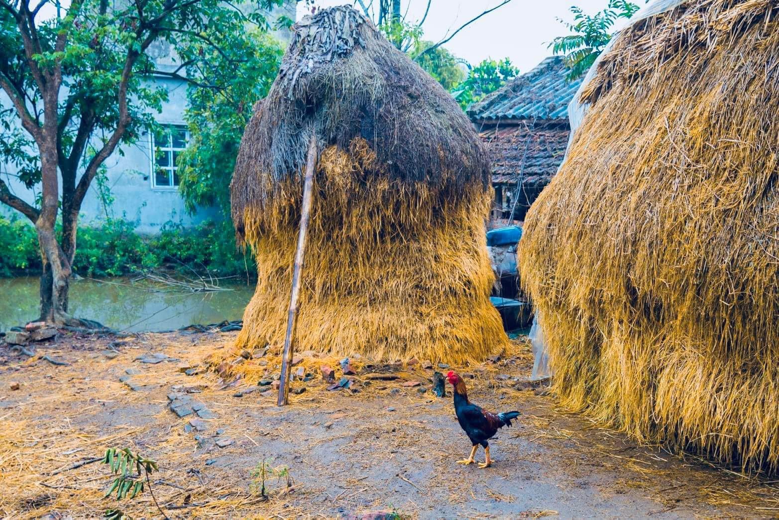 Nguyễn - Một chút cảnh quê - Cây rơm quanh xóm! | Facebook