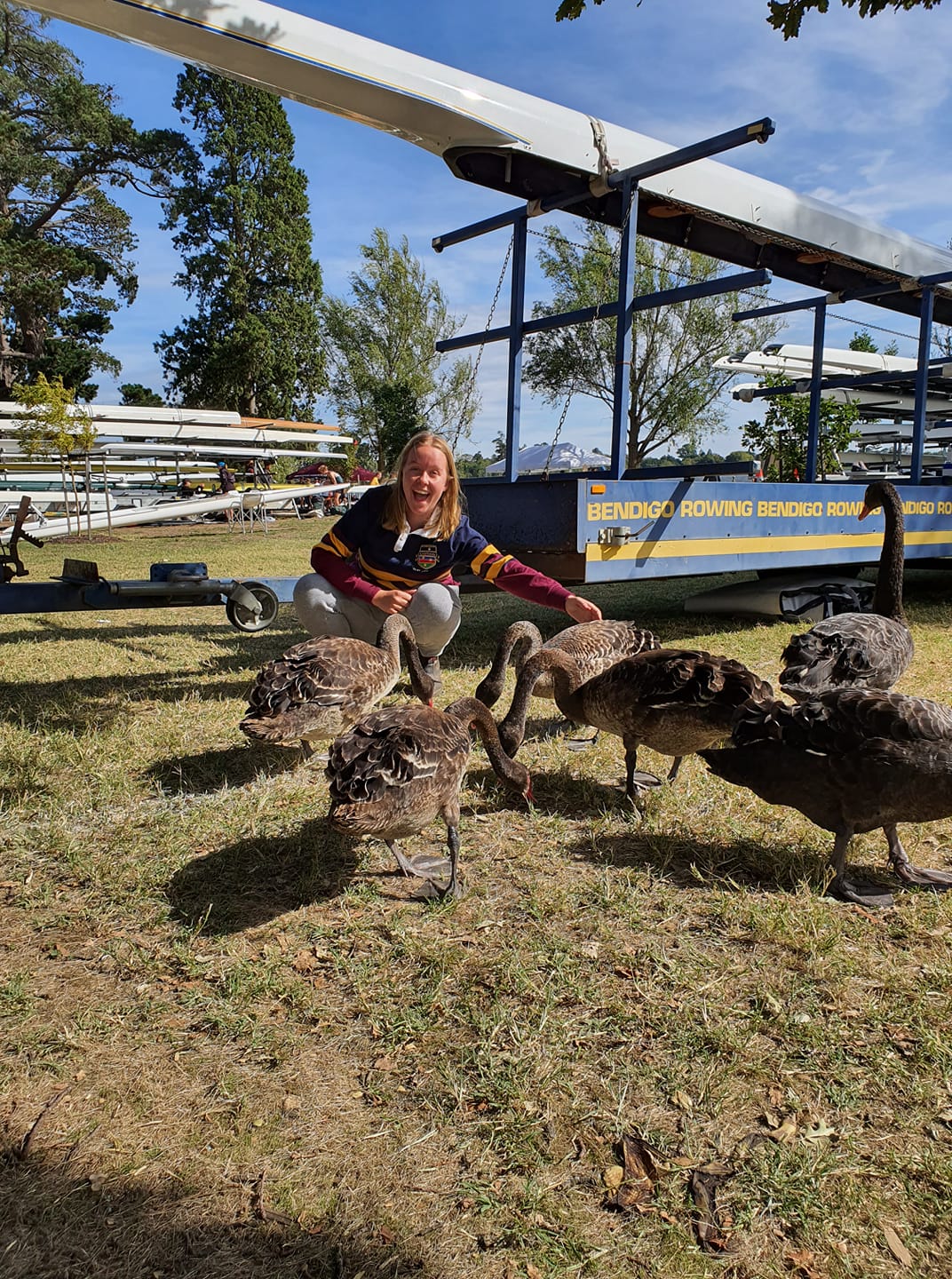 The swans are a bit friendlier in... - Bendigo Rowing Club