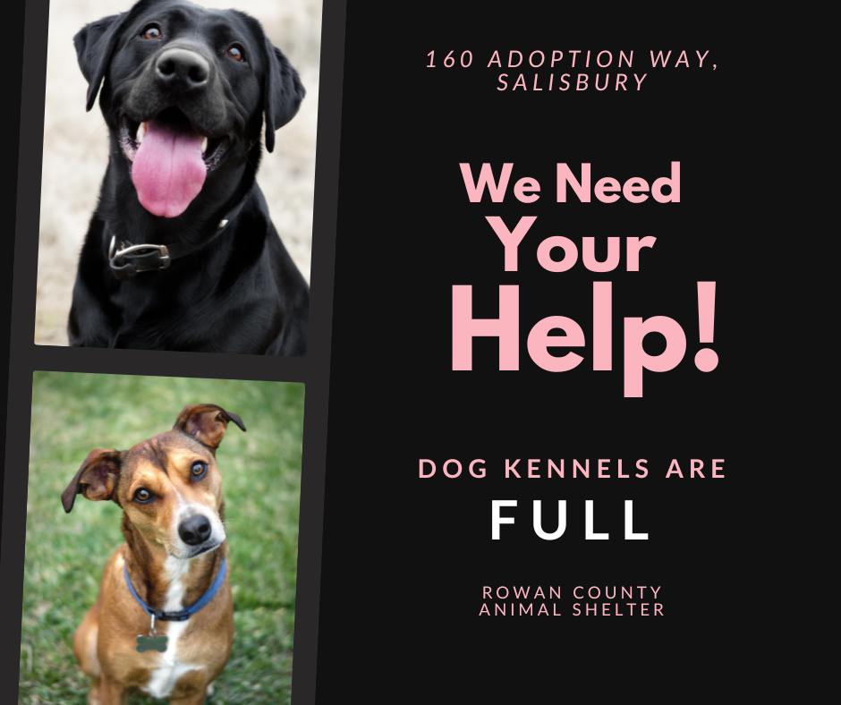 Rowan - We need YOUR help. Our dog kennels are full. 🐾💔 Join us ...