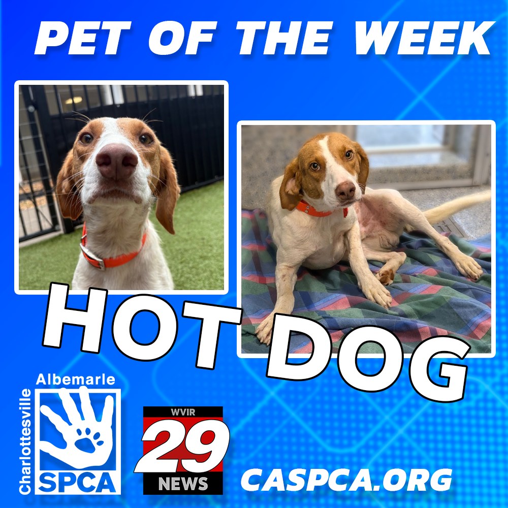 HOUND DOG/HOUND DOG 35th ANNIVERSARY「OU… Meet Hot Dog! This striking two year old hound mix is hard to miss