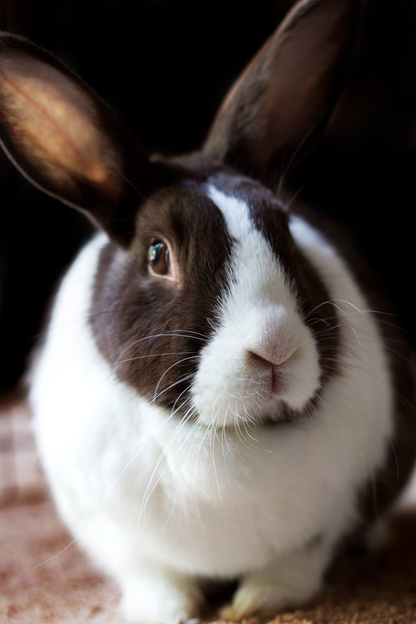 Not a toy. Not temporary. Don't buy bunnies for Easter