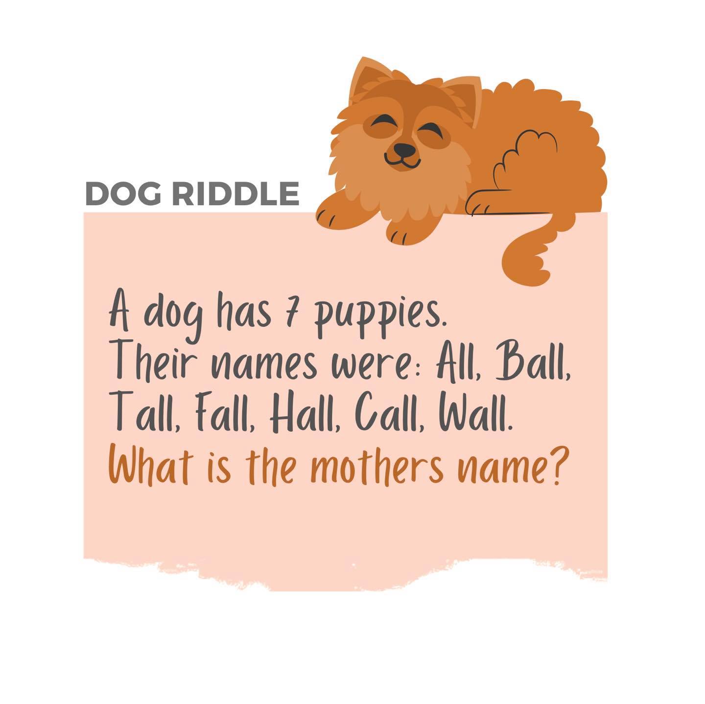 Puppy Lab - #DogRiddle 🐶 Let’s see which one of you LABs...