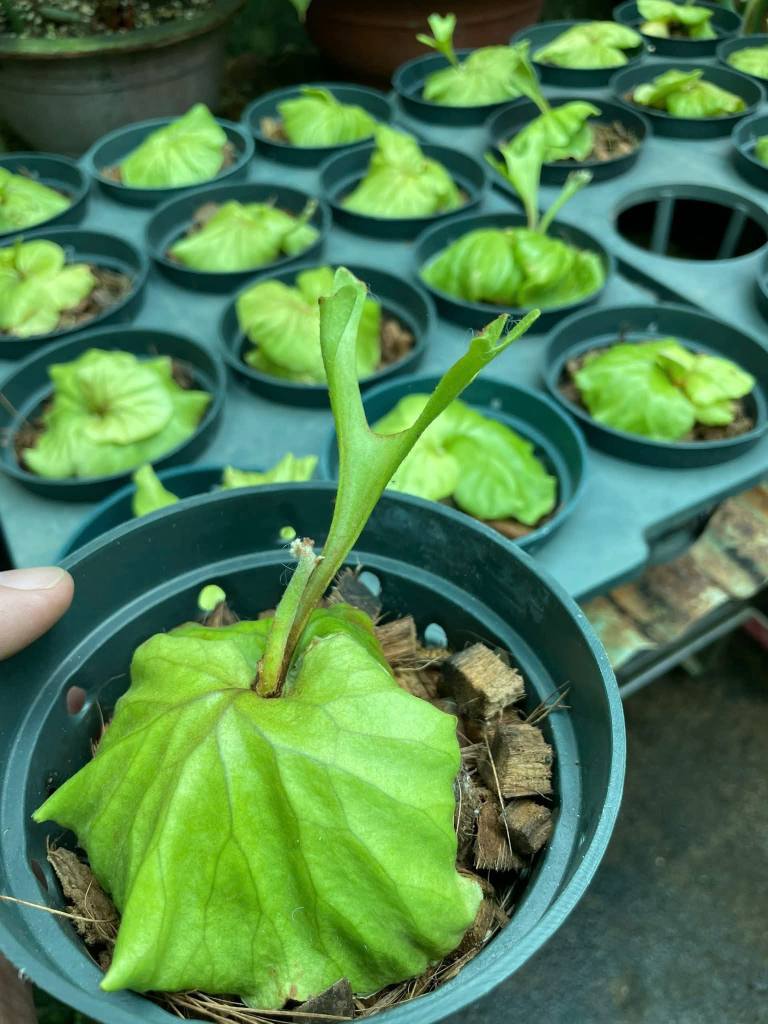 CHỢ MUA BÁN - LÁ KIỂNG - Montesra - Athurium- Philodendron- Alocasia ...