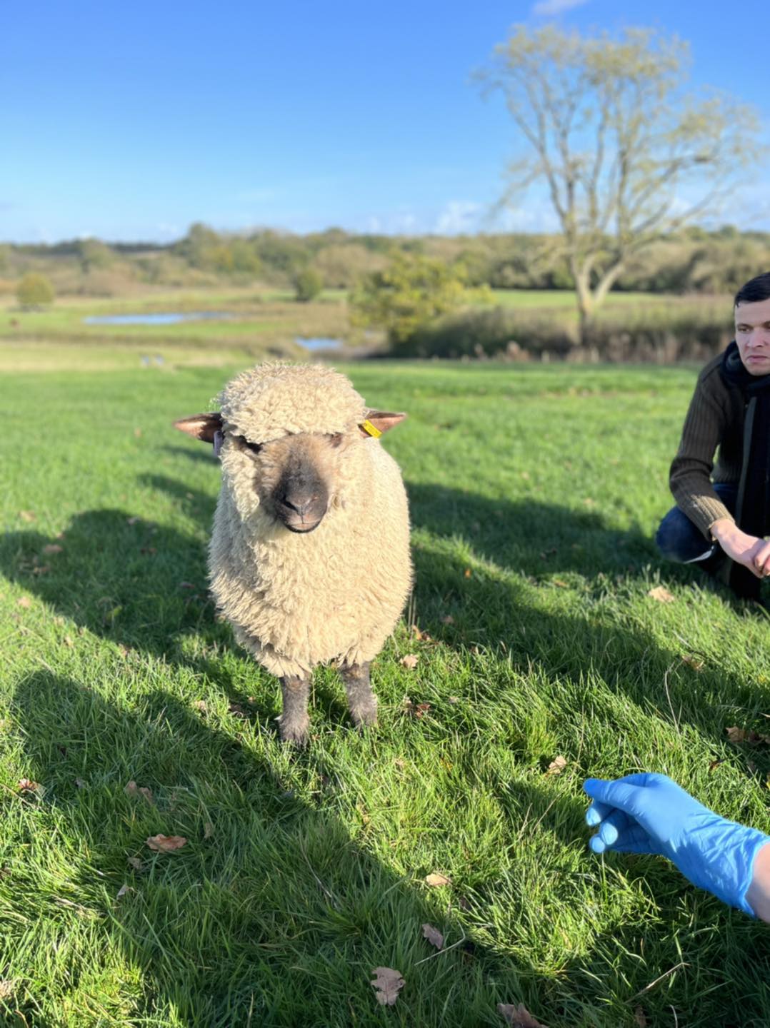 Let’s Farm - Our rangers love having some sheep therapy....
