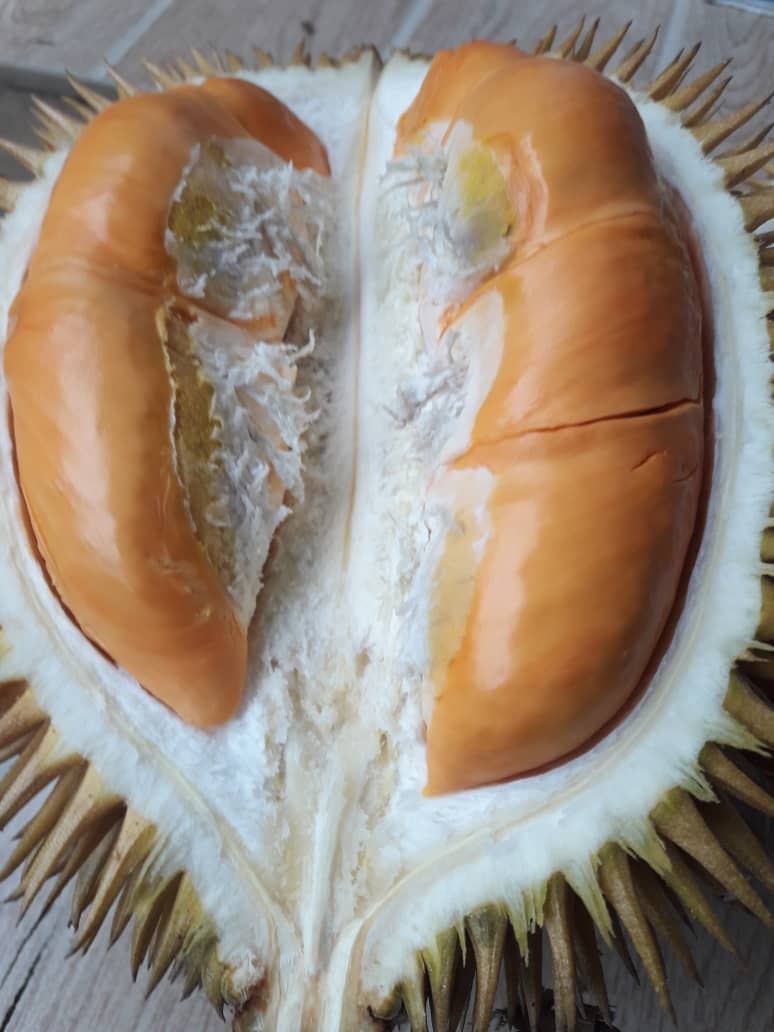 Tembaga Emas Bangsawan Petani Kebun Durian Hybrid Klie Facebook