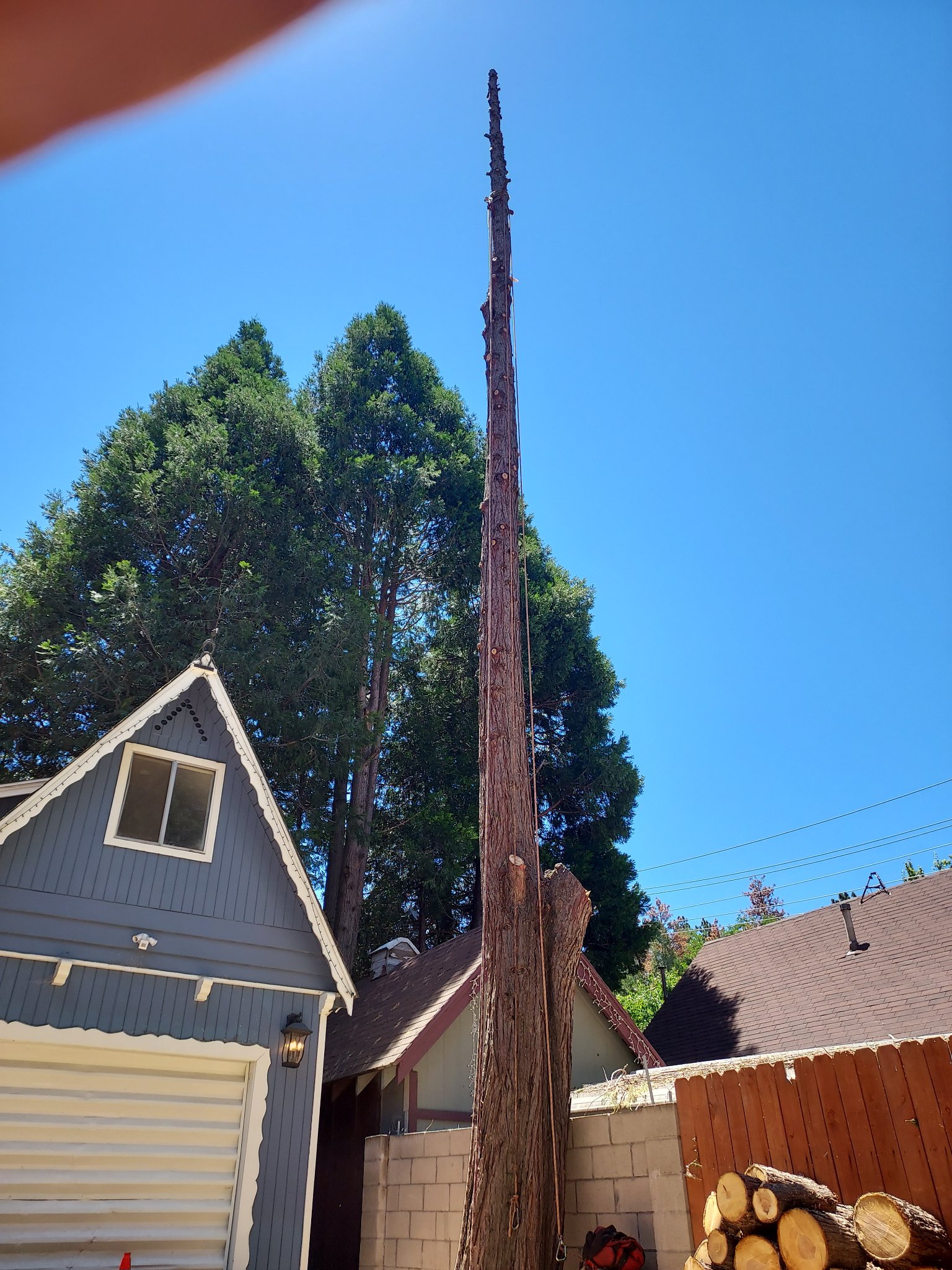 NO TREE'S TOO TALL OR SMALL WE DO... - ACL Tree Works LLC