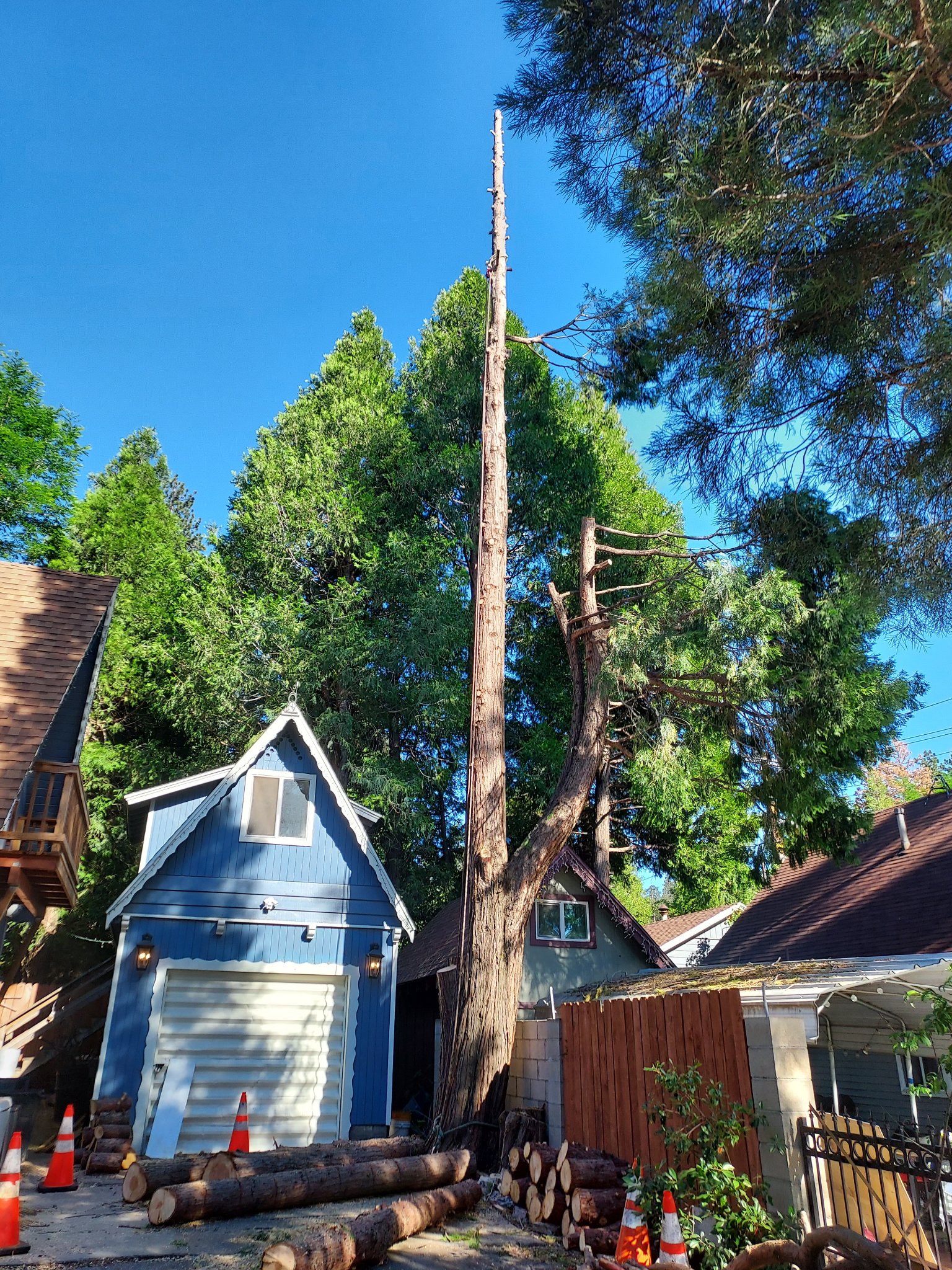 NO TREE'S TOO TALL OR SMALL WE DO... - ACL Tree Works LLC