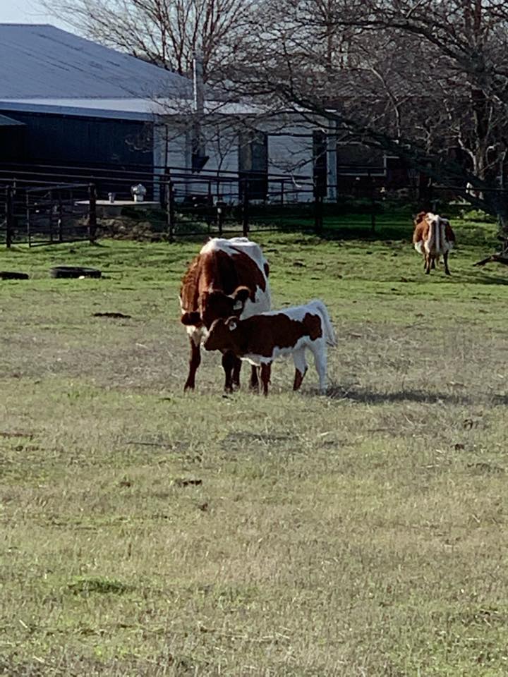 NoName Ranch Beef | Wynnewood OK