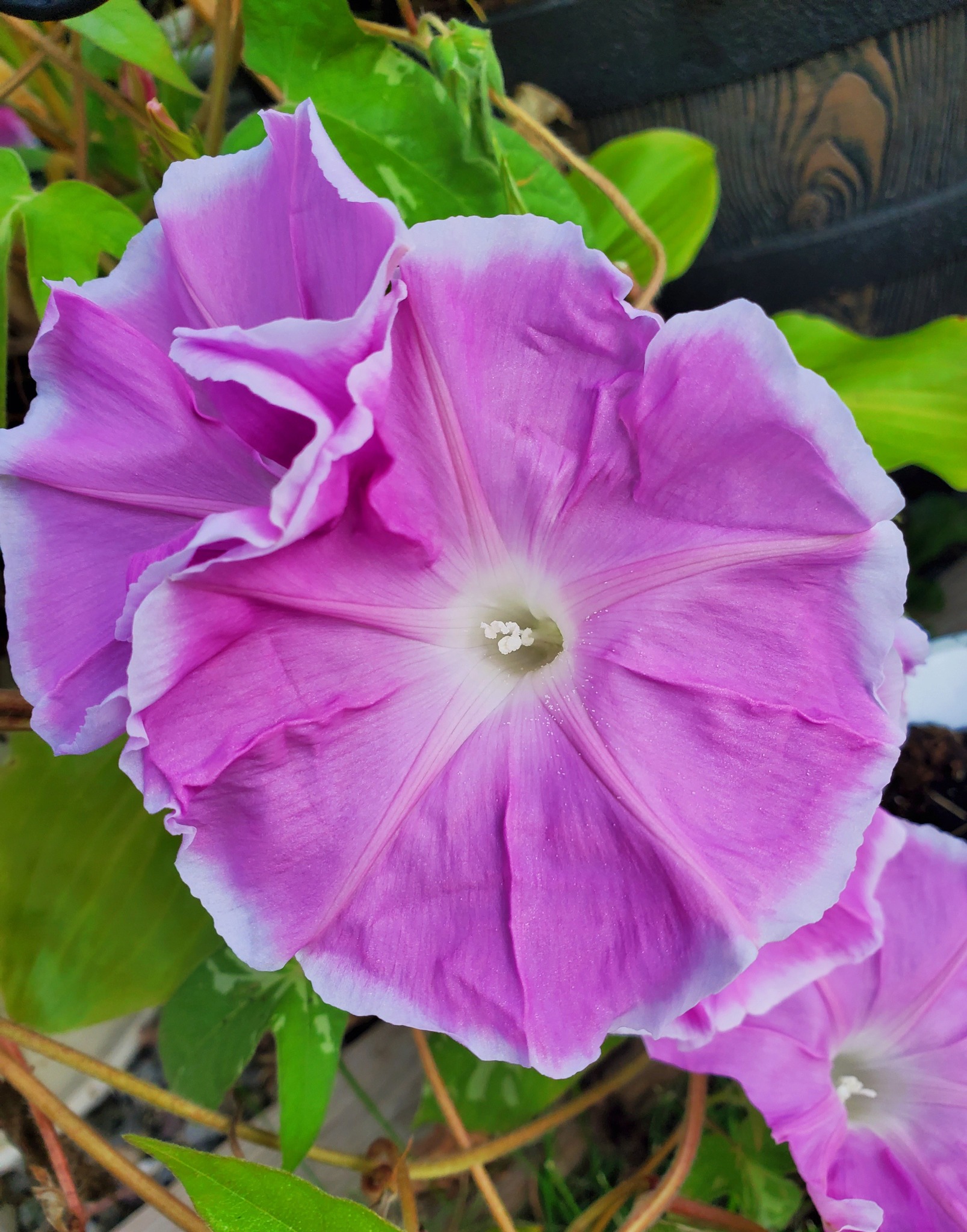 Semi Di Ipomea (Morning Glory) Giapponese North Star, 6 Semi, Da Giardino 2023.