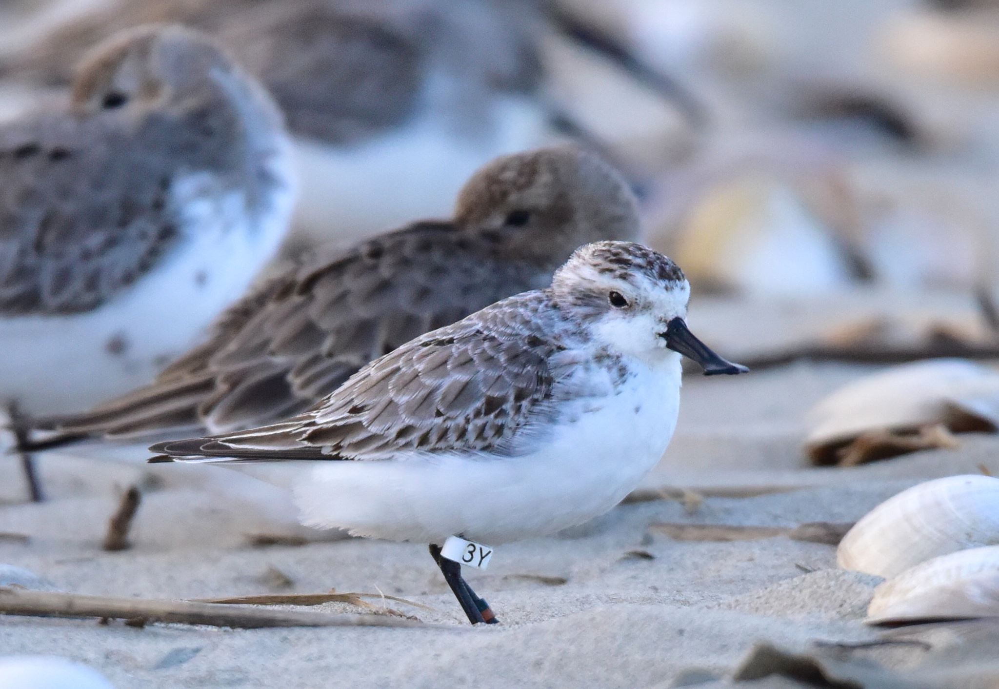 “White 3Y” was... - Spoon-billed Sandpiper Task Force | Facebook