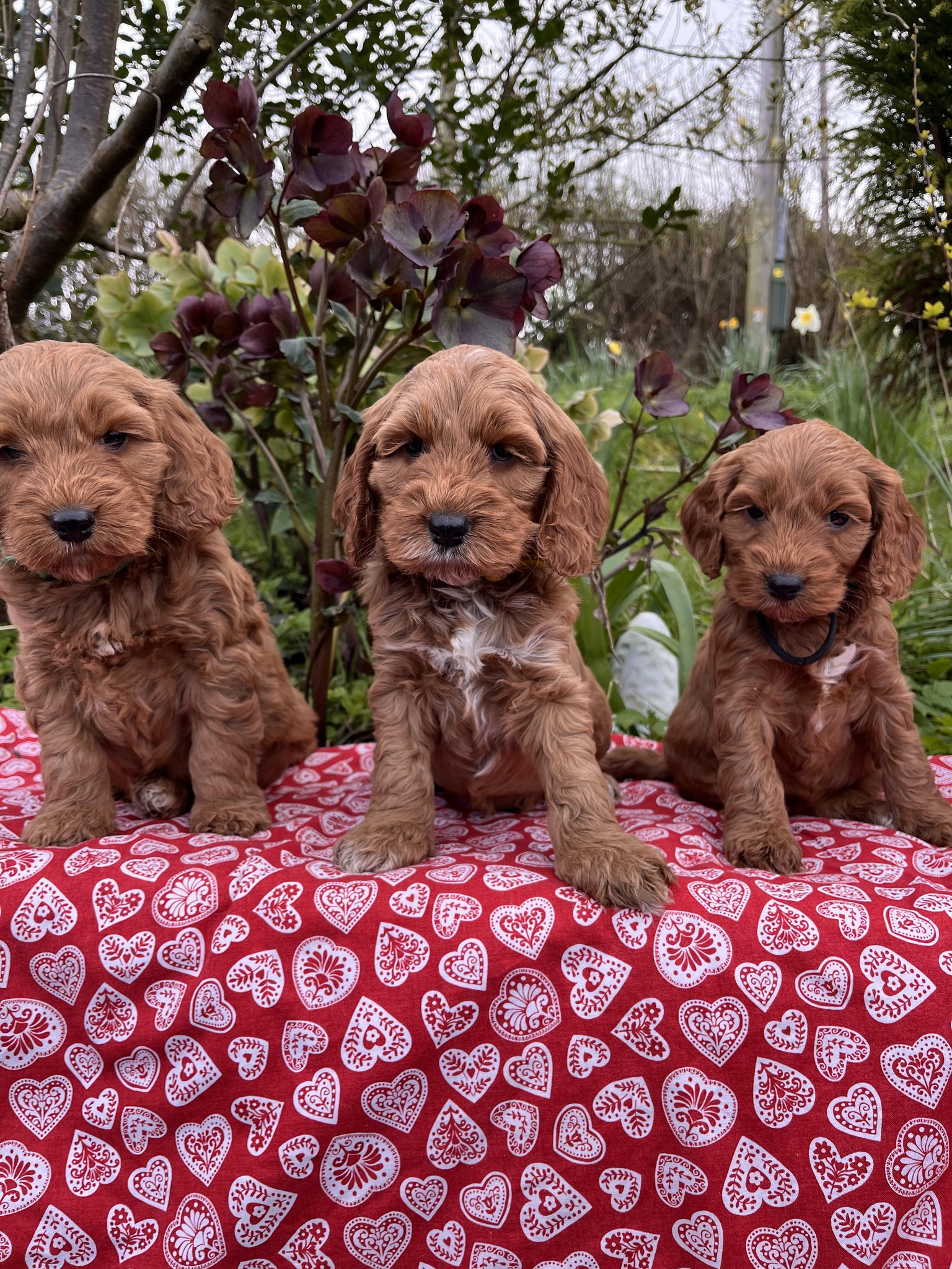 Spring Well Bernese and Cocker Spaniels | Kidwelly