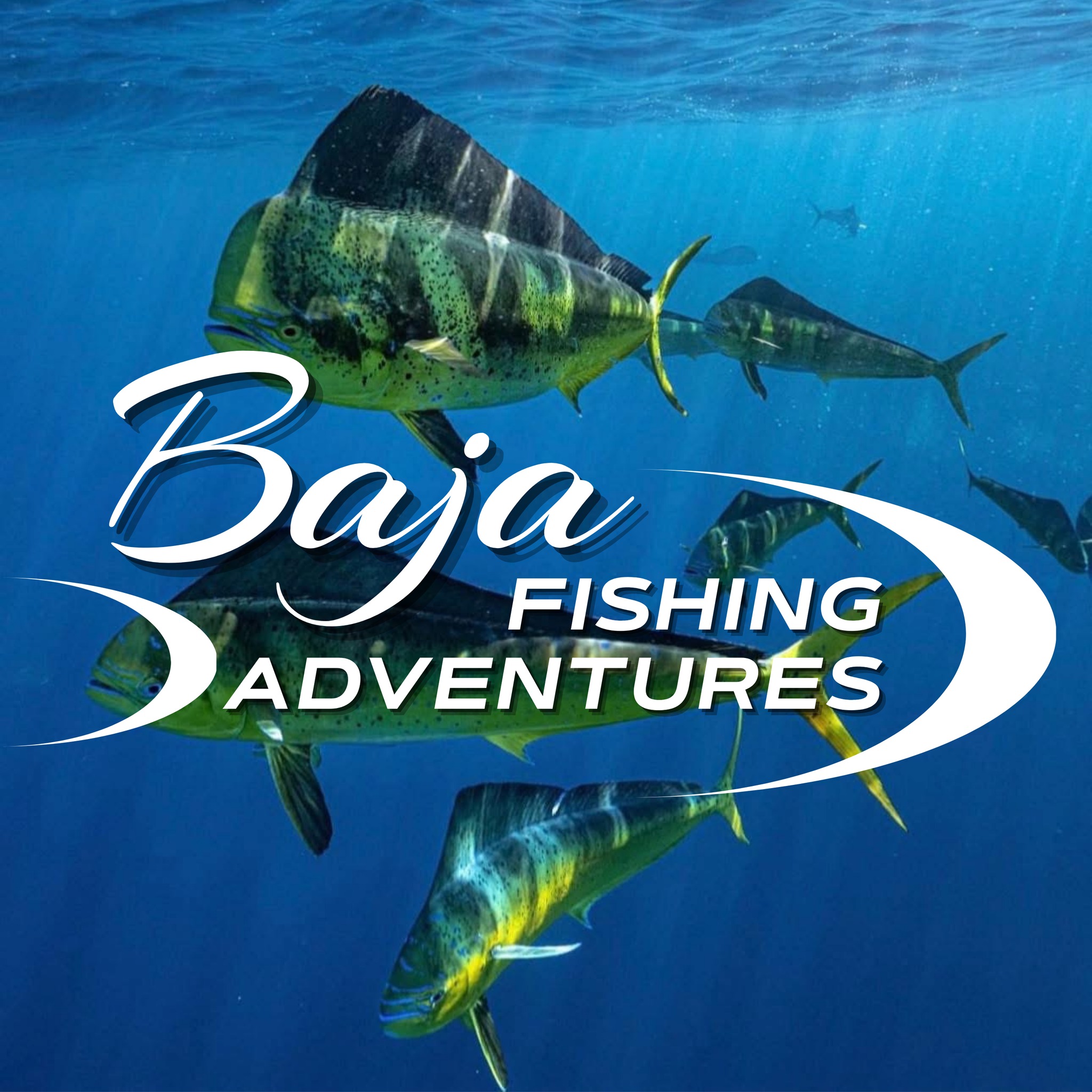 Dorado, Marlin, or Tuna...which... - Baja Fishing Adventures | Facebook