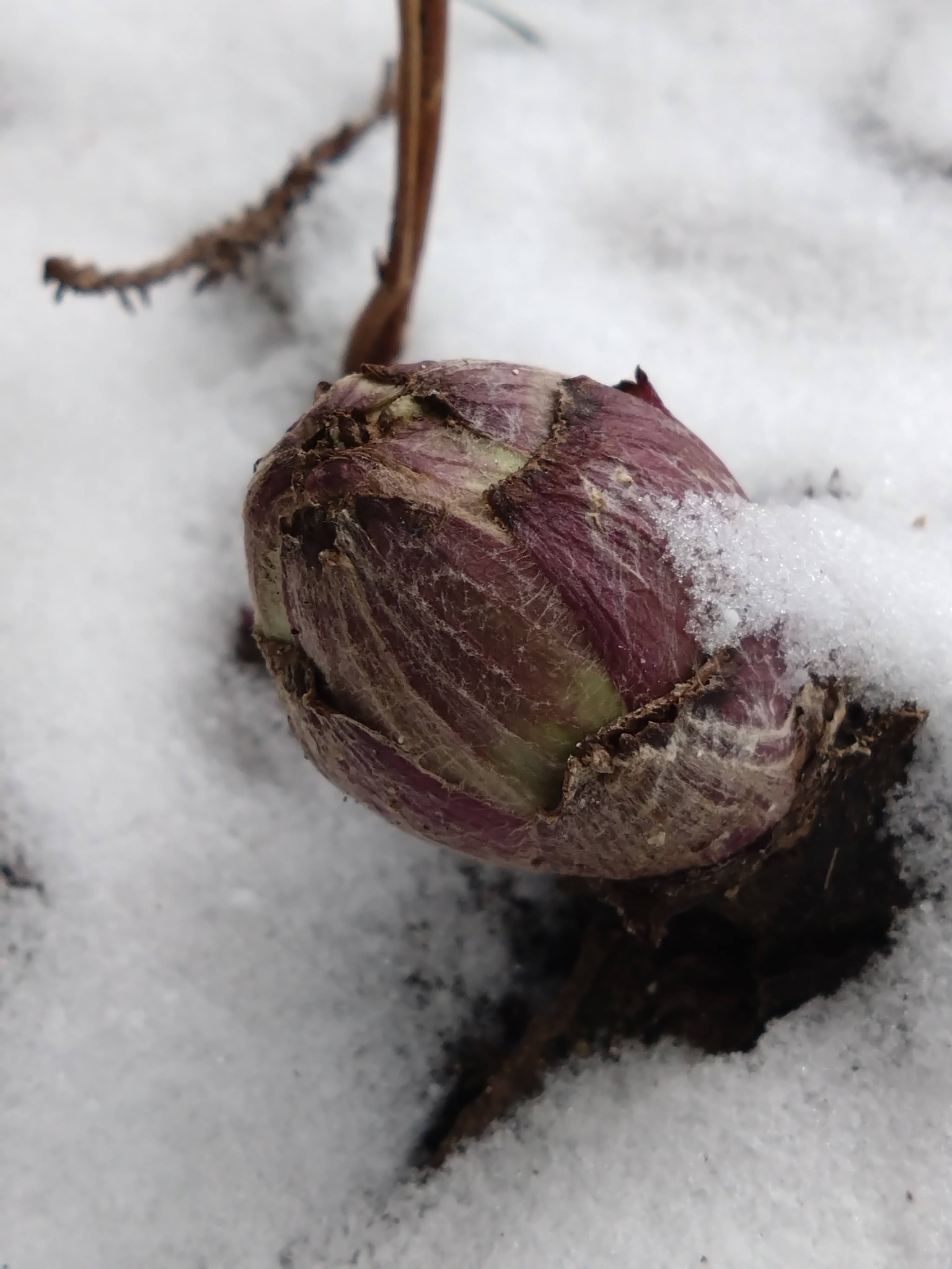 蕗の薹（フキノトウ）が顔を出しました。 蕗（フキ）学名: Petasites