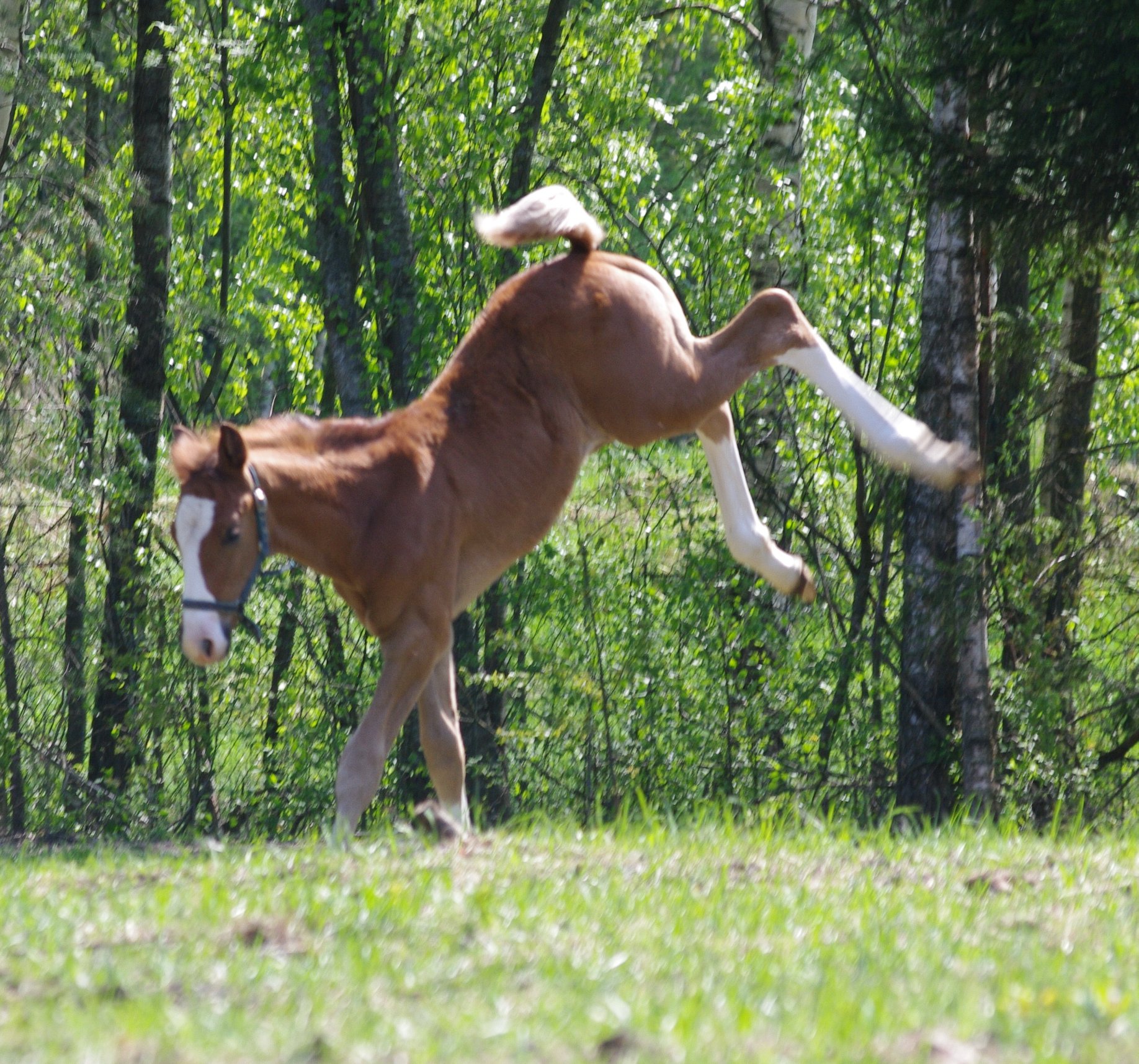 Black Horse stables Home Facebook