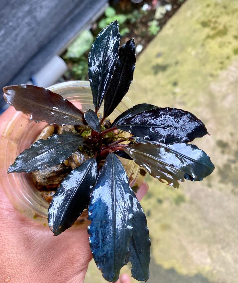 Bucephalandra Deep Purple! Lots of them in stock!
