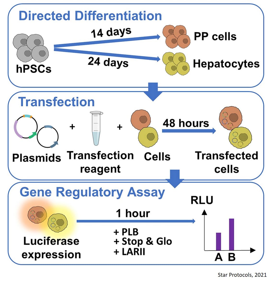 Science Mission - Generation of pancreatic and hepatic progenitors from ...