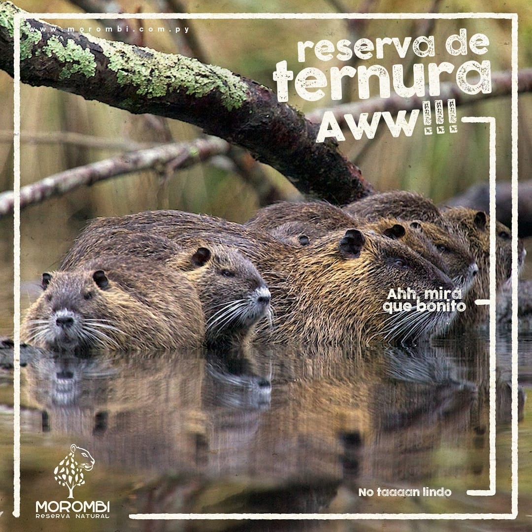 ¡Tiernos y Peluditos! Estas... - Reserva Natural Morombi