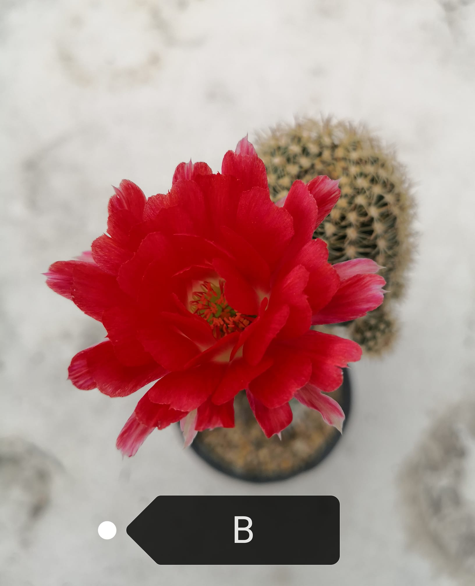 Ara Cactus - โลบิเวีย (code B) สีชมพูอมแดง ดอกใหญ่ ... | Facebook