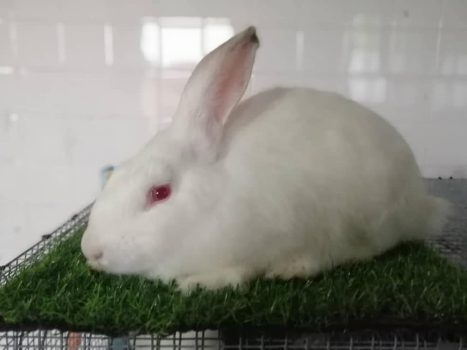 TM Rabbitry | Jerteh
