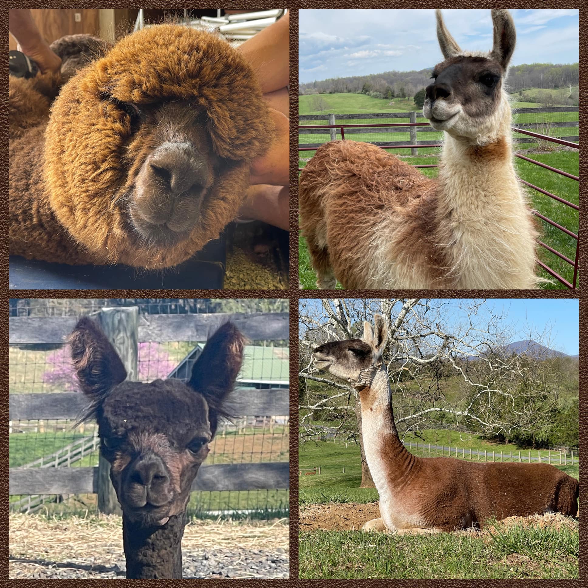Bluegrass Alpaca Ranch | Hume VA