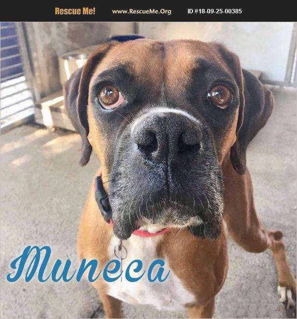 Boxer Rescue