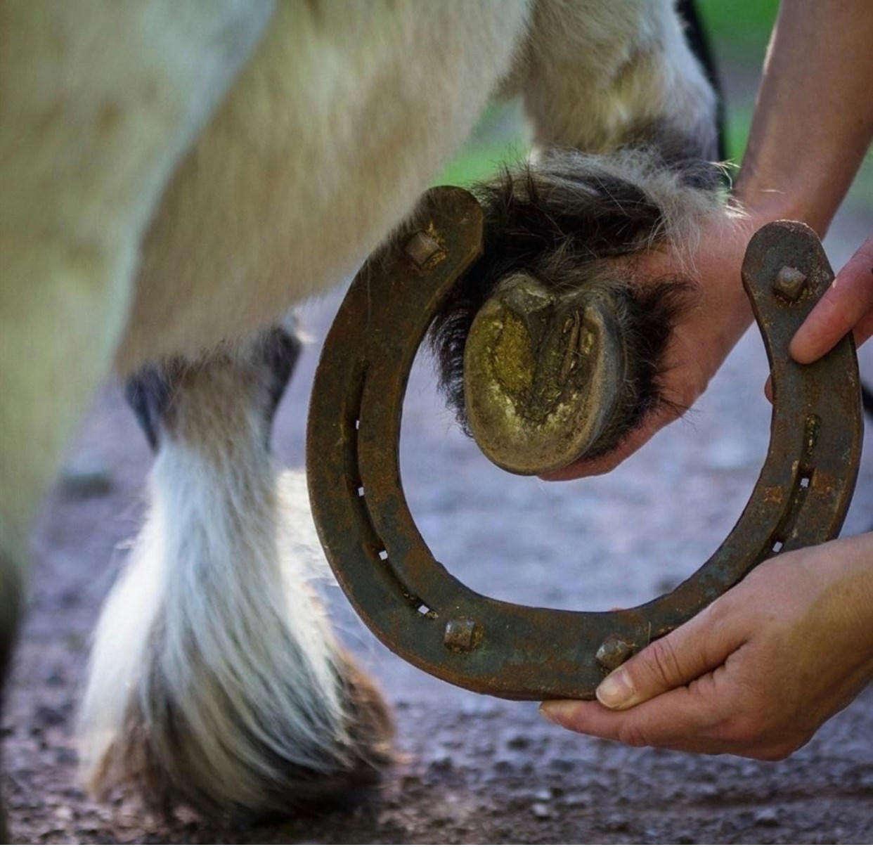Horse Talk - Miniature compared to a Draft. Love comes in all hoof ...