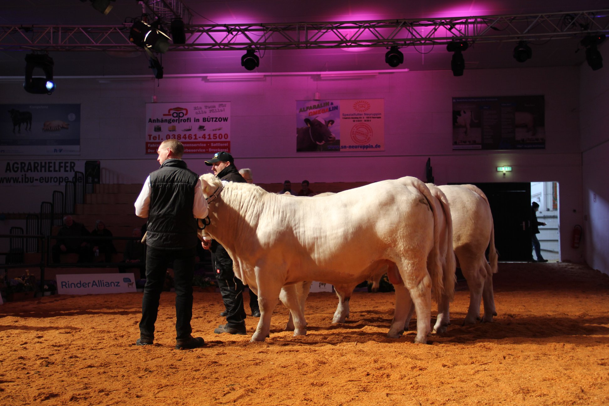 Die Rasse Charolais präsentierte sich... - RinderAllianz GmbH | Facebook