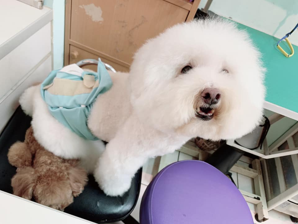 中英動物醫院附屬美容部 Nachalo Facebook