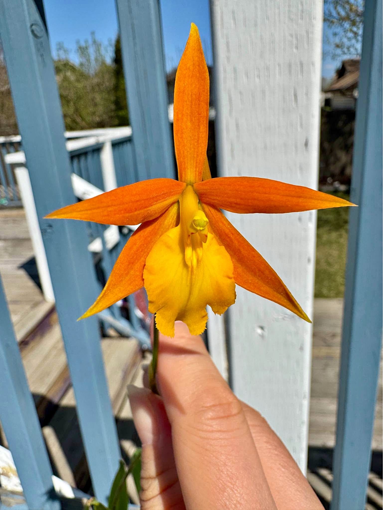 Rare orchid - Epithechea Orange Blaze - Plants & Seedlings - Edmonton ...