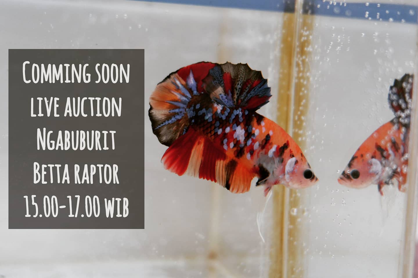 Betta Raptor - . Siap-siap ya kawan raptor, om raptor...