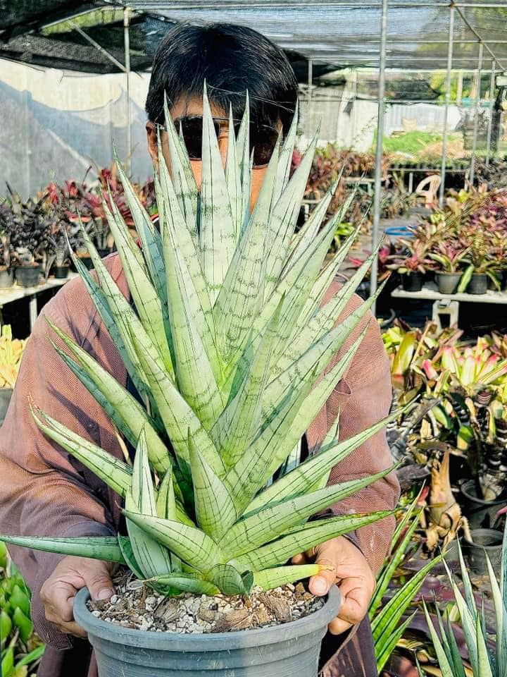 EMP サンセベリア Himalayan ヒマラヤン / SA408 Sansevieria Himalayan,Pattaya,Buntheing,Asancaya and Rock man