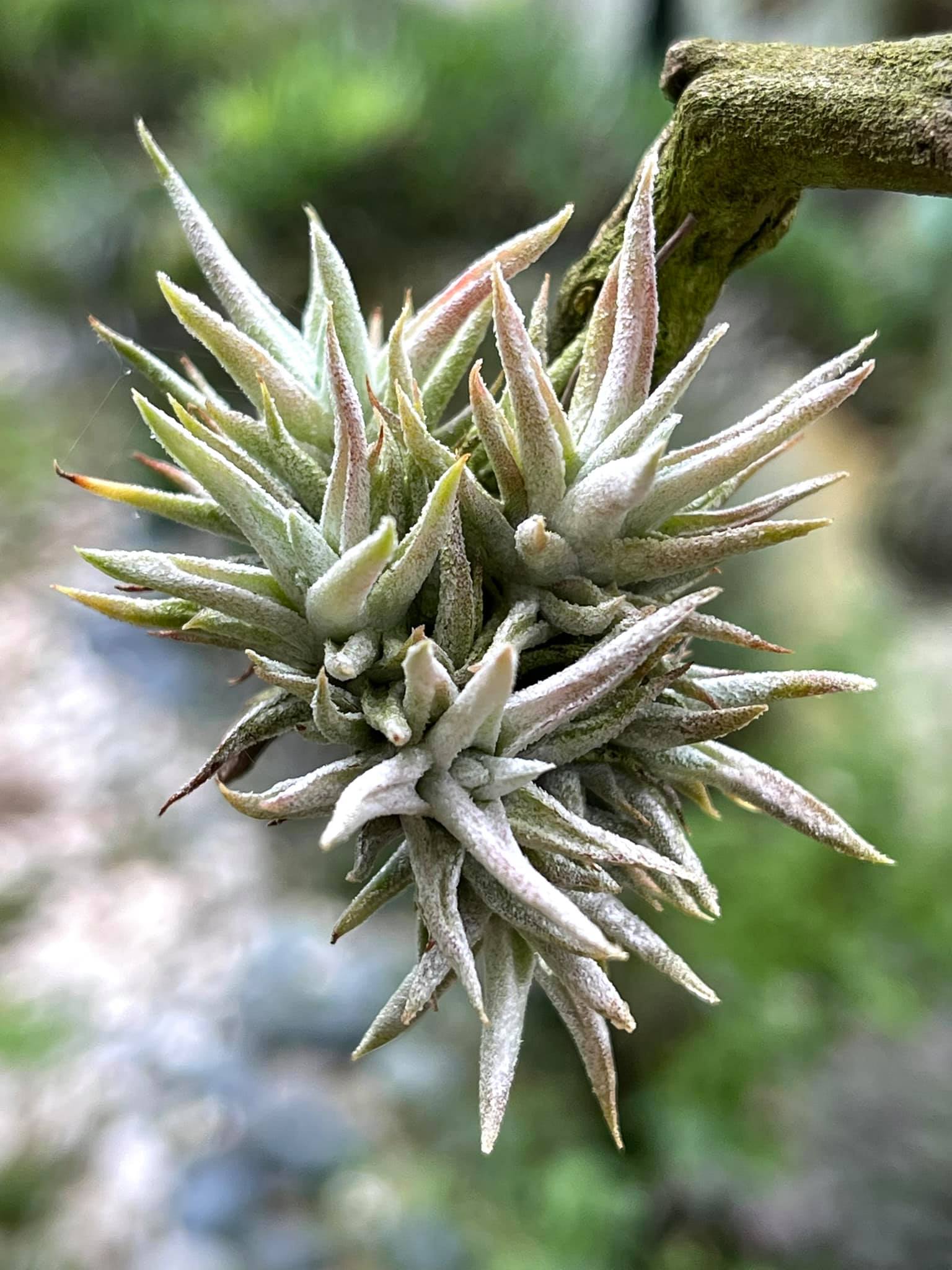 T.Ionantha var.vanhyningii (minor) T.Ionantha var.vanhyningii 长颈精灵