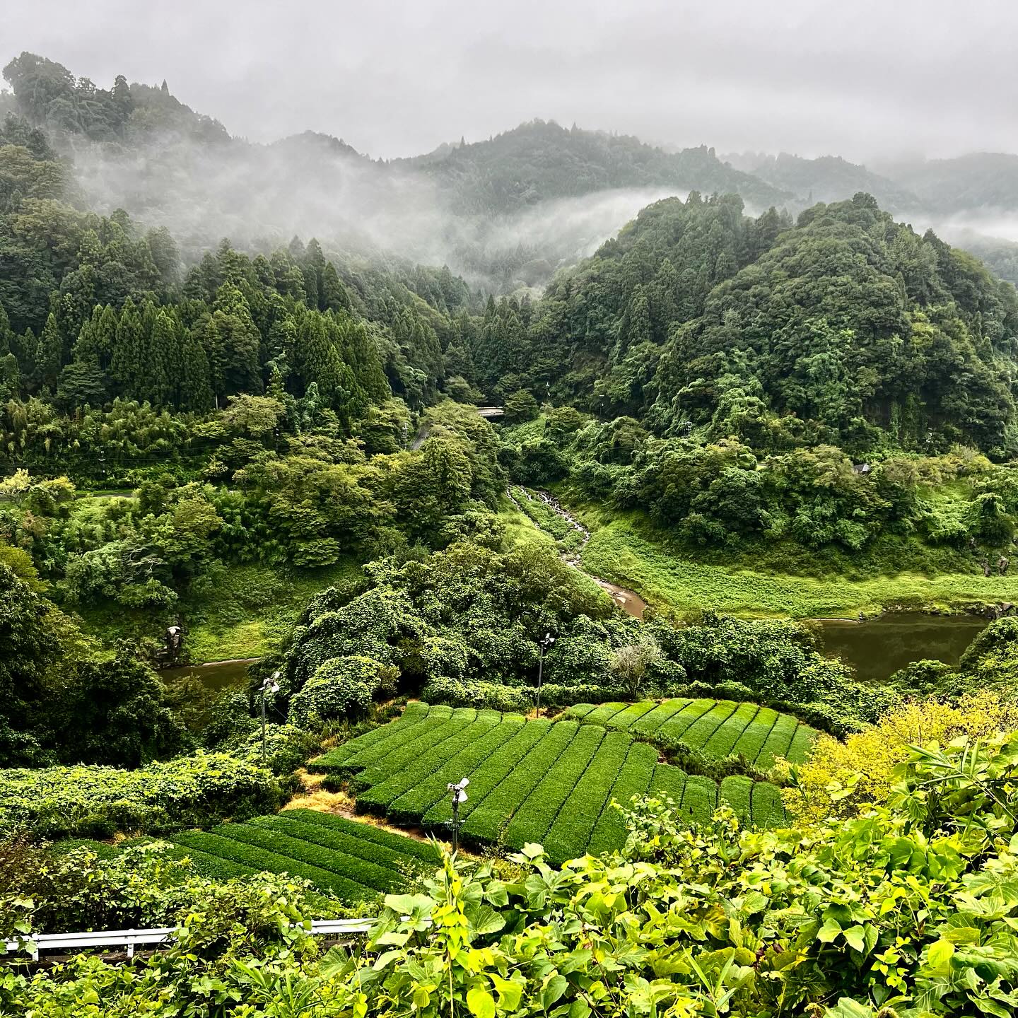 2025年5月8日.月ヶ瀬ぶらり散歩 晴れた朝、5月の風景🌱 早朝の気温
