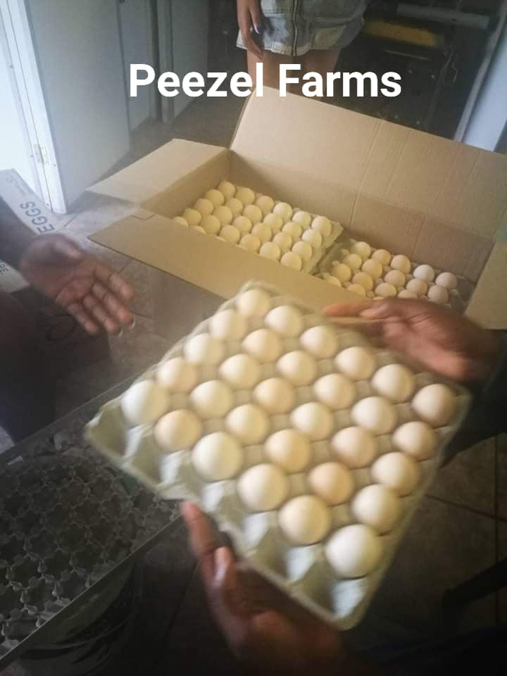 Today is gone and a... - Peezel Farms 