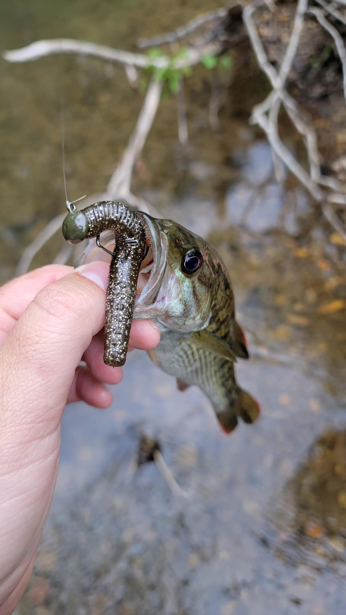 big jake fishing lure Drifter Tackle Musky Crankbait – Bonafide This makes it especially FINAL FANTASY XIV Fishing Series_Saltist Color:Kentucky Special