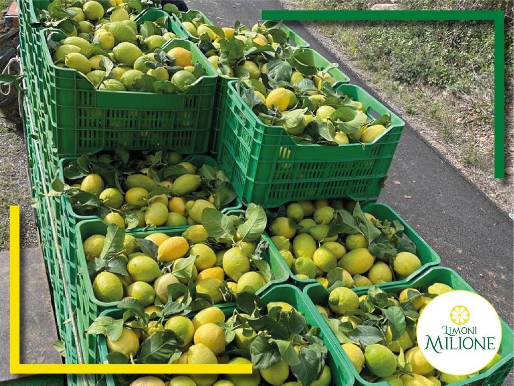 limoni-qui-nasce-il-nostro-oro-giallo-un-territorio-unico-che