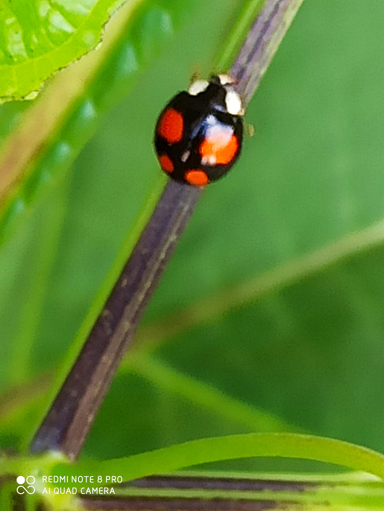 J'ai pu l'observer entrain de se... - Au Jardin de Flojac