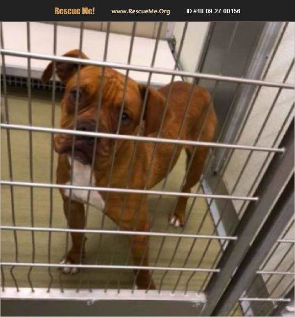 Boxer Rescue