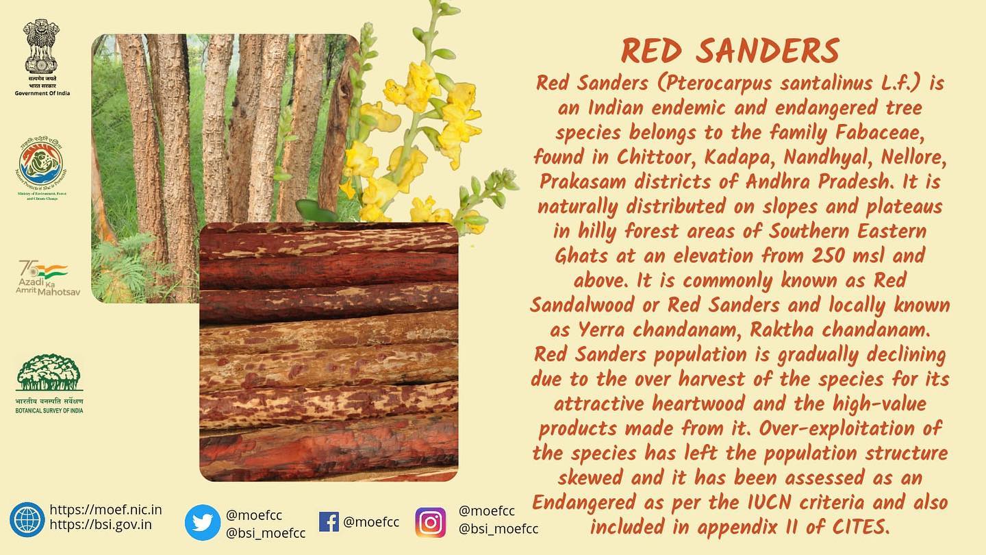 #RedSanders (Pterocarpus santalinus L.f.) an #endemic and #endangered ...