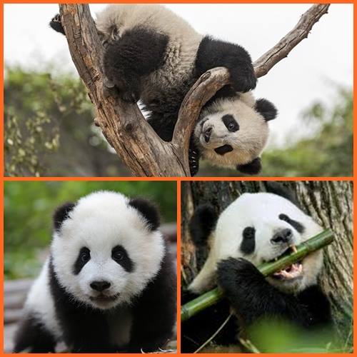 QuizTime: Are you a real panda lover? Time for a test! What is the