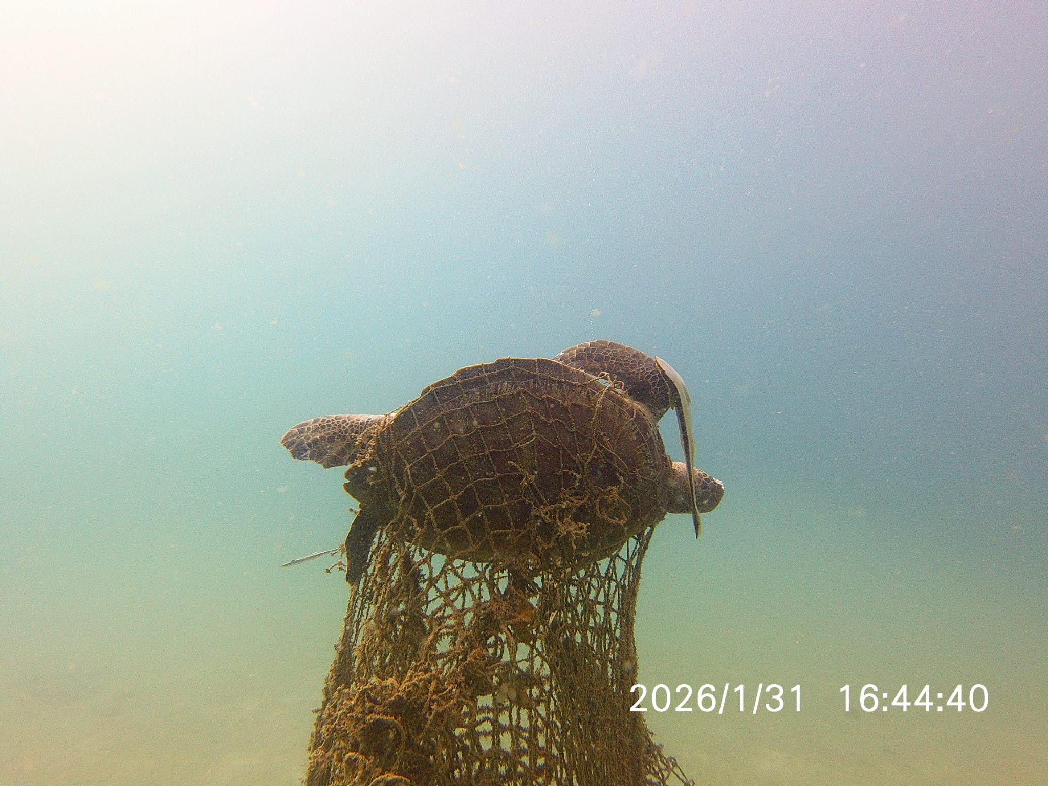 diving fish net Scuba Choice Bag with 5mm Stainless Steel Wire Handle  24" x 17" Size, 12" Diameter, Secure Closing Clip, Reinforced Mesh Sky UPC How to stop fish net