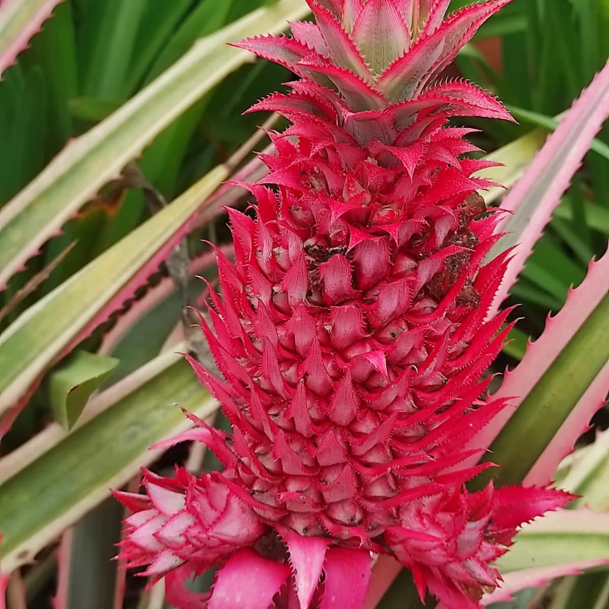 Artesa - La piña tropical rosa es una planta ornamental...