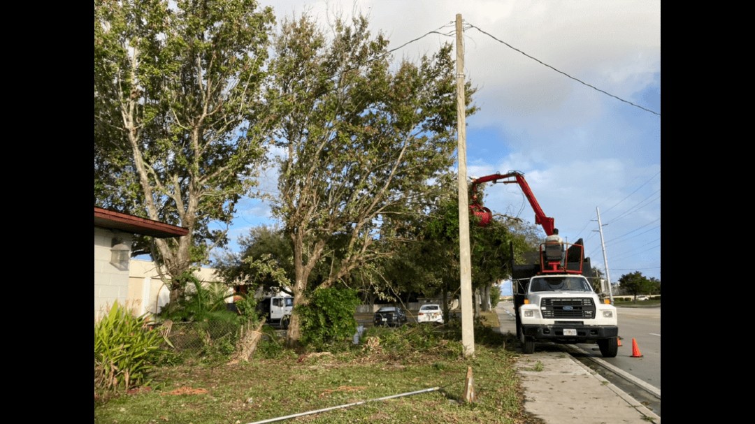 Optimum Tree Care | Vero Beach FL