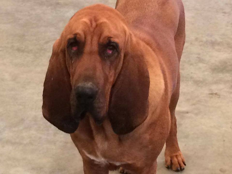 Adopt Rudy, a 55lb hound mix from ARF Tulsa