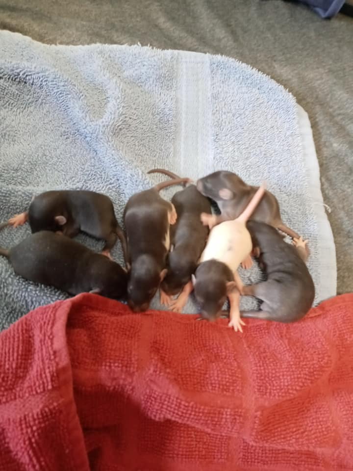 Tails of Talos Rattery | New Britain CT