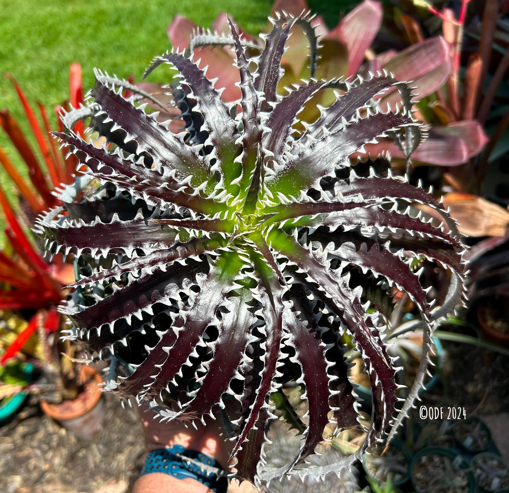 Dyckia 'Midnight Rider' bromeliad specimen