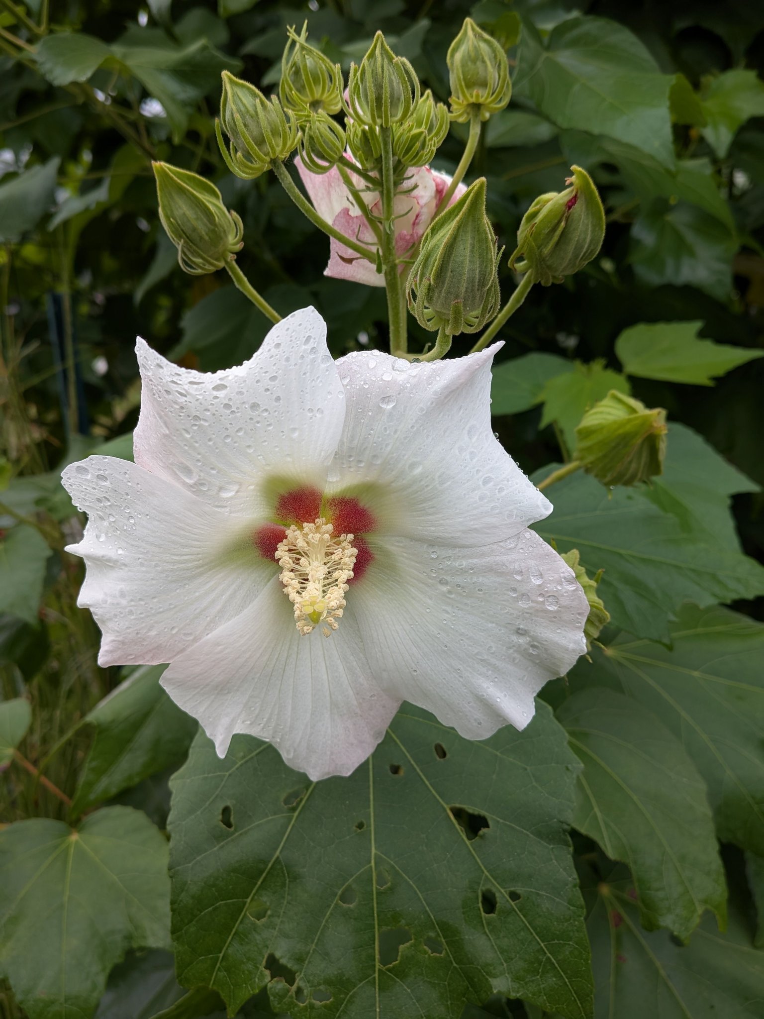 めちゃ綺麗に咲く♥「芙蓉」