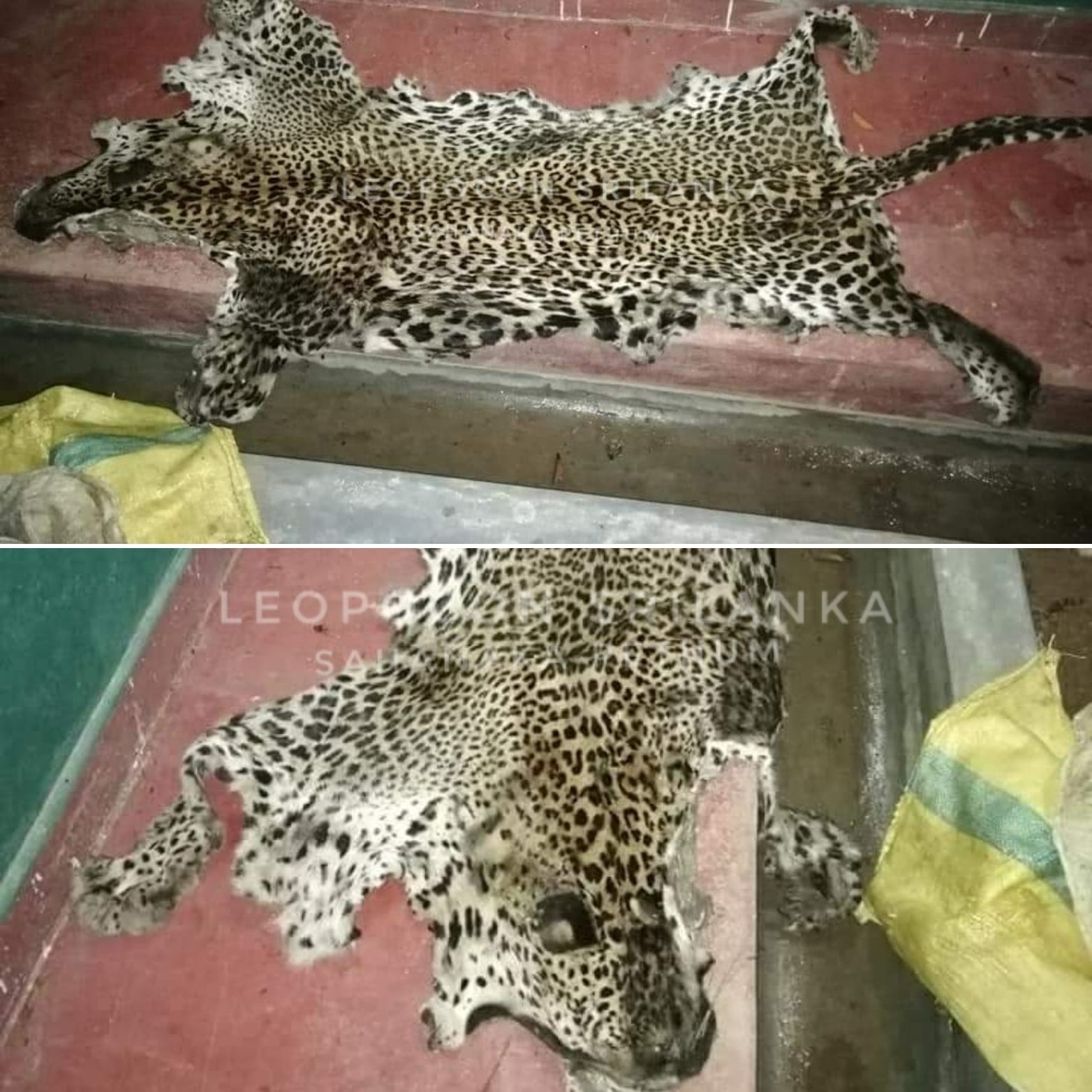 Leopocon - Incident Report (9/11/2020) A skin of a male leopard was ...