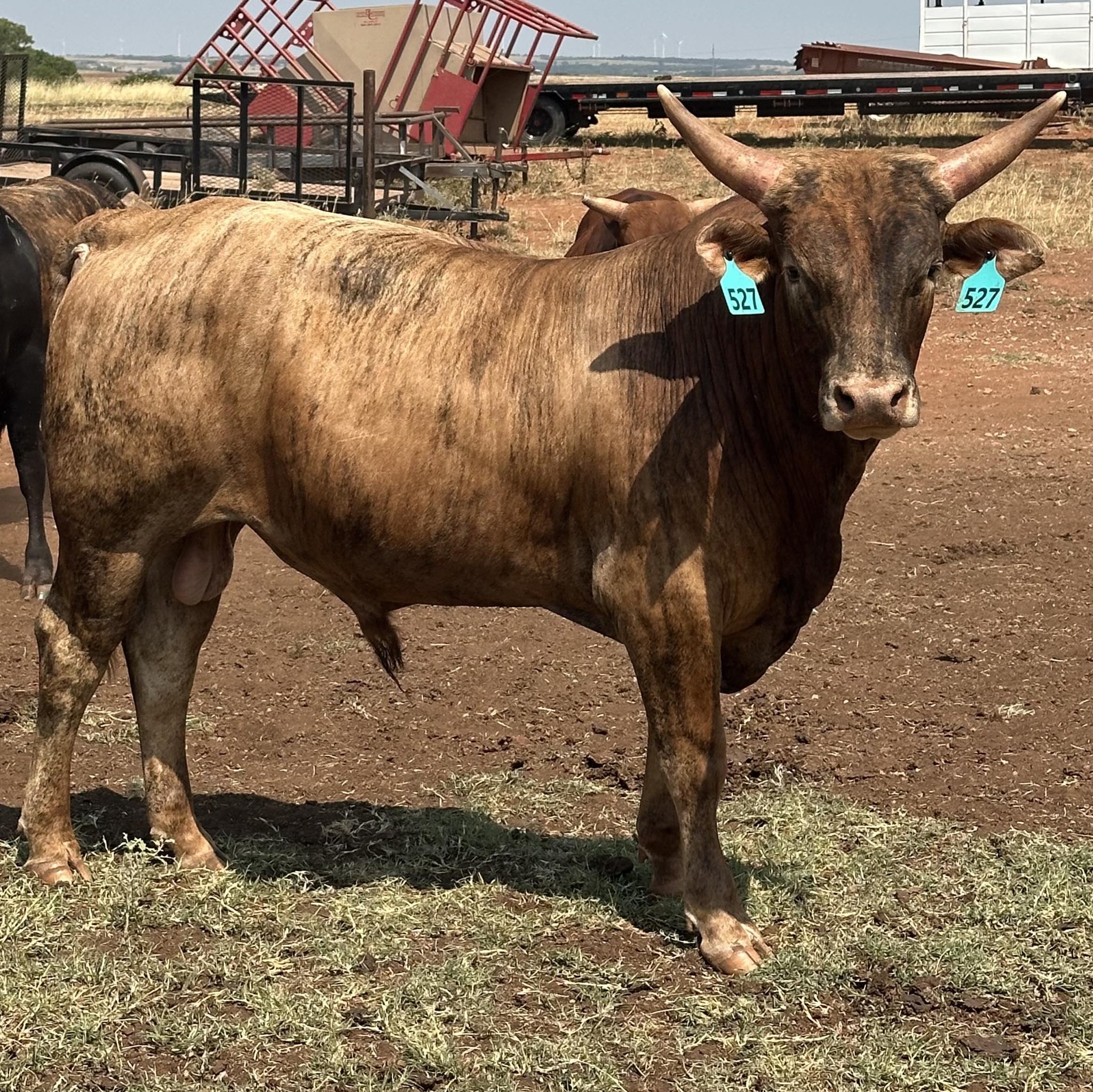 Half Cocked X Red Moon 1st time Weanling hiefer | Rafter C Cattle