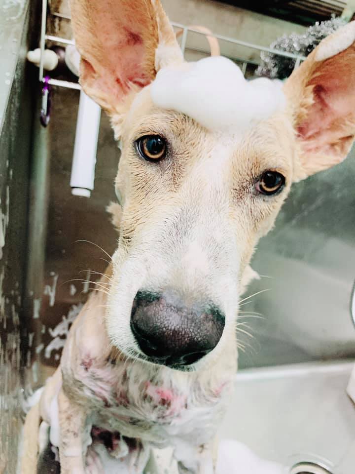 中英動物醫院附屬美容部 Nachalo Facebook